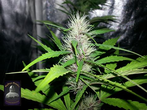 Strain Gallery Lady Durban Bigdogs Seeds Collection Pic