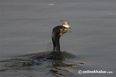 Great cormorants at Taudaha lake on Kathmandu outskirts (Photo feature ...