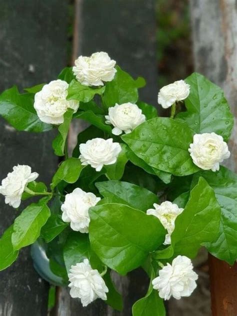 Tips To Care Jasmine Mogra In A Pot At Home Voice Of Plant