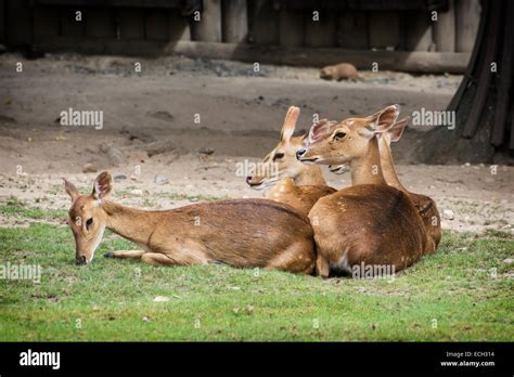 Eld S Deer Panolia Eldii Also Known As The Thamin Or Brow Antlered