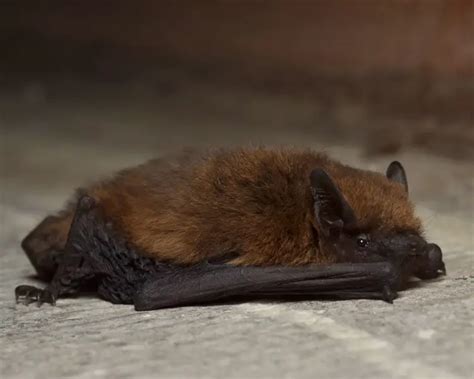 Common Pipistrelle - Facts, Diet, Habitat & Pictures on Animalia.bio