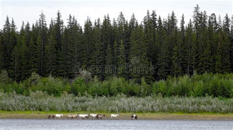 The Yakut Herd Horses Is Feeding Along The Shore North Of The Vilyui