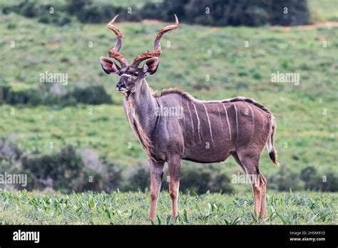 A Male Greater Kudu Tragelaphus Strepsiceros At The Grassland Of Addo