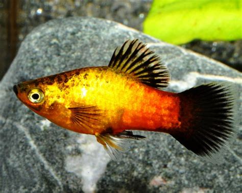 Germany Platy Glow Xiphophorus Maculatus Garnelio En