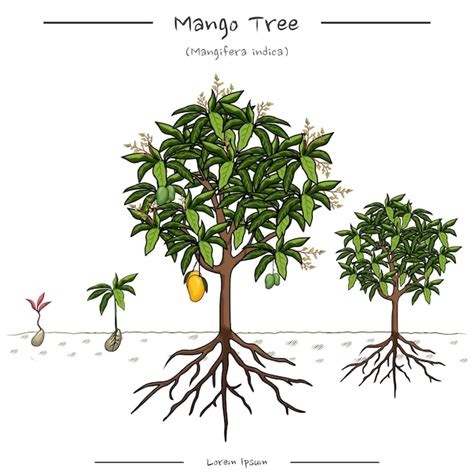 Premium Vector | Illustration of a mango tree mango tree education template