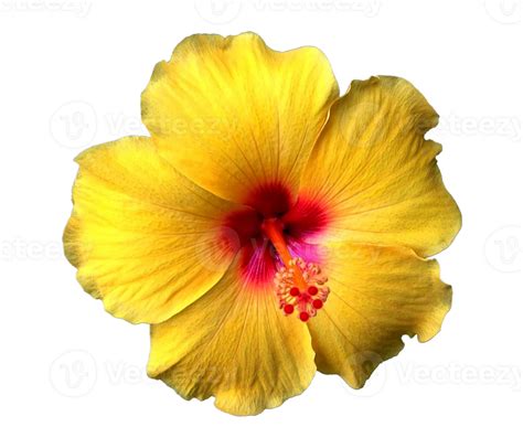 Hibiscus Flower Png Transparent Background Png