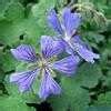 Plantfiles Pictures Geranium Dwarf Cranesbill Hardy Geranium Renard