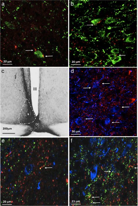 Scn Fibers Contact ␣ Msh Neurons A Vip And B Grp Ir Fibers Red