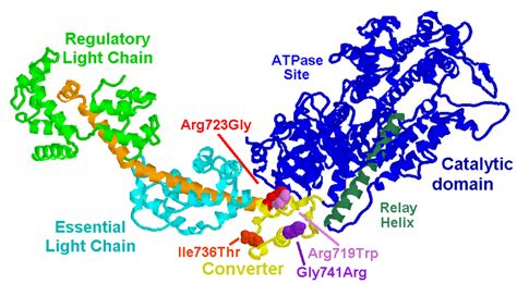 Crystal Structure Of The Myosin Head Domain S Structure From Rayment