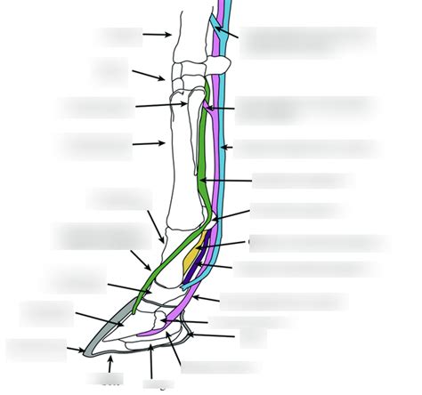 Equine Distal Limb Ligaments Bones Diagram Quizlet