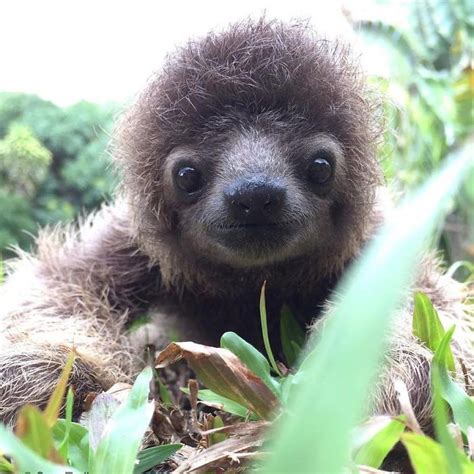 Otters and Science News: ADORABLE BABY SLOTHS CELEBRATE INTERNATIONAL ...