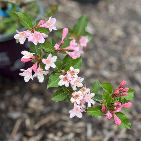 Rainbow Sensation Weigela Weigela Florida Mandy Spring Farm Nursery Inc