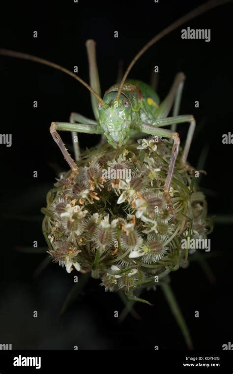 Saddle Backed Bush Cricket Sitting On A Flower Head In Picos De Europa