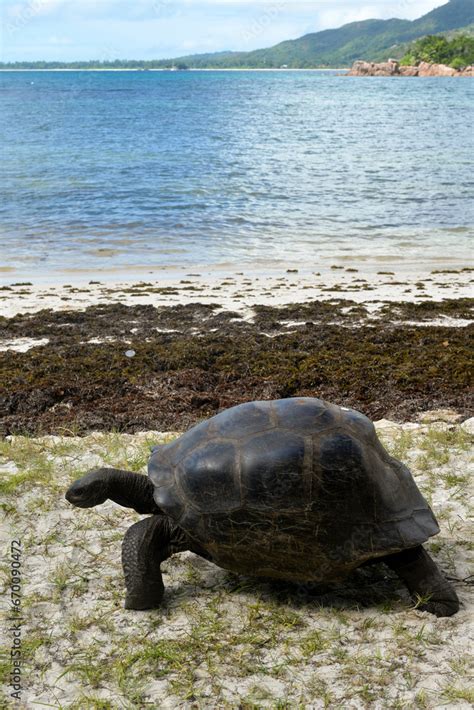 Tortue G Ante Des Seychelles Aldabrachelys Gigantea R Serve Naturelle