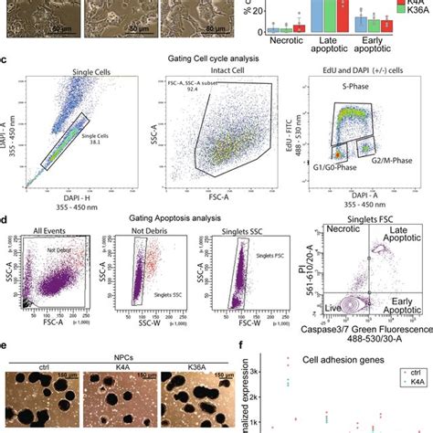 Cell Cycle And Apoptosis Analysis Of K A And K A Clones A