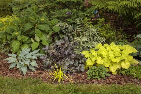 10 Hosta Garden Ideas That Wow Proven Winners