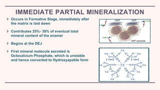 Formative Stage Of Amelogenesis Ppt