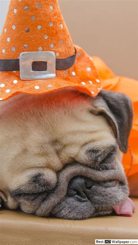 Pug Halloween Wallpapers - Top Free Pug Halloween Backgrounds ...