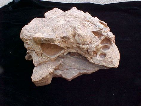 Ankylosaur Dinosaur Skull