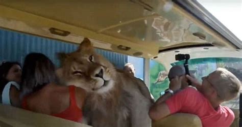 During A Safari This Beautiful Lion Gets Into A Truck Full Of Visitors