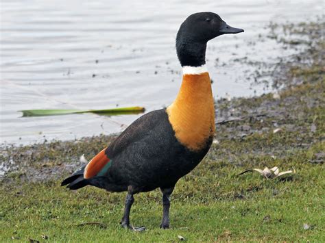 Australian Shelduck - Profile | Traits | Facts | Call | Diet | Breeding ...