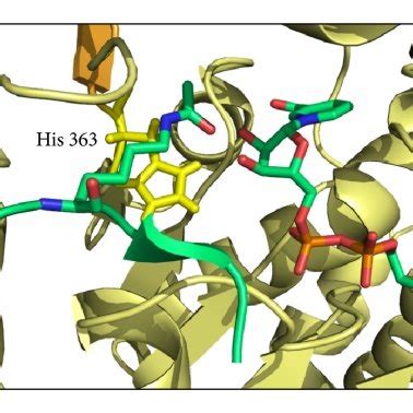 Structure Of Sirtuins A Crystal Structure Of A Partial Sequence Of