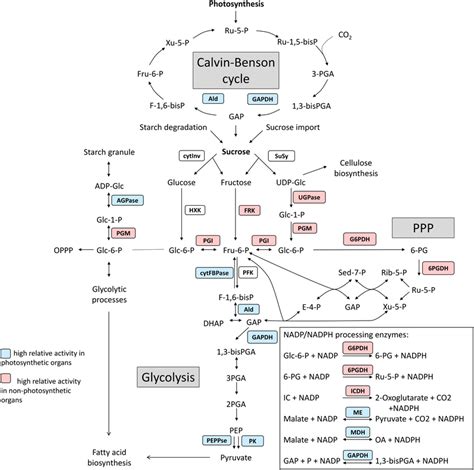 Schematic overview of key enzymes in primary carbohydrate metabolism in... | Download Scientific ...