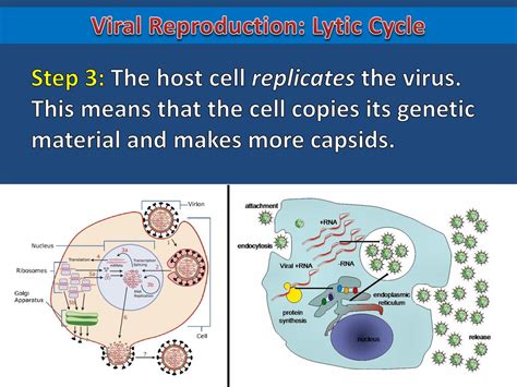 Viral Reproduction Ppt Download