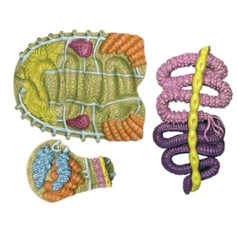 Seckill Cod Biological Organ Puzzle Model Simulation Teaching