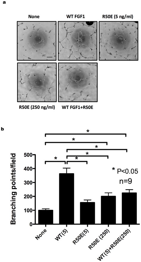 R E Suppresses Wt Fgf Induced Tube Formation Of Endothelial Cells In