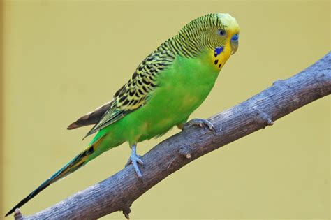 Parakeet Budgie Parrot Bird Tropical Wallpapers Hd Desktop