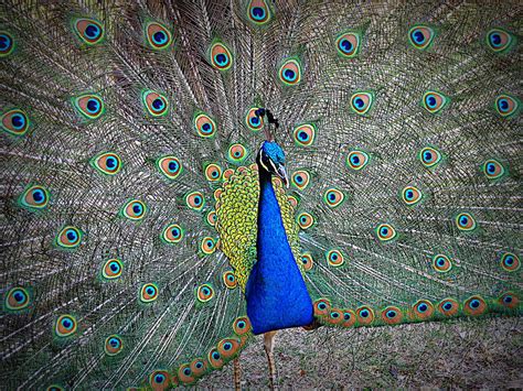 Courtship Peacock Arcadia California Olympus Digital Cam… Flickr