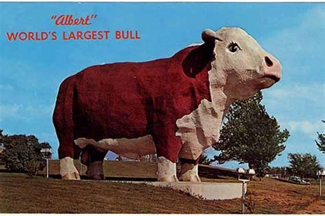 Biggest Bull Cow In The World