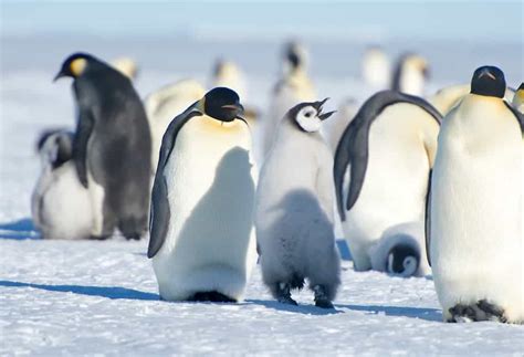 Stop climate change or the Emperor penguins die, a new paper warns