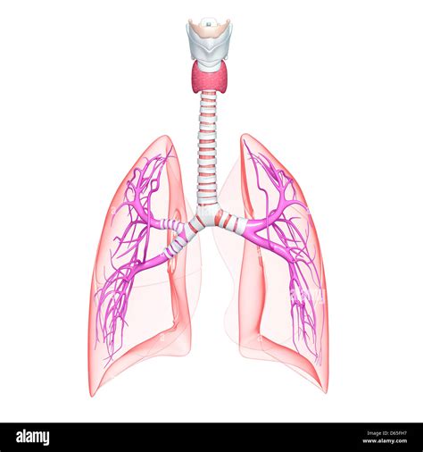 Healthy Throat Hi Res Stock Photography And Images Alamy