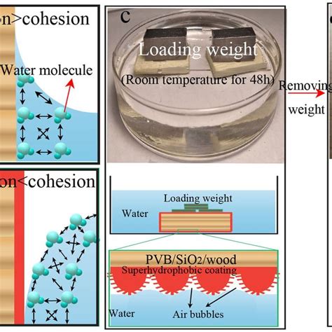 Adhesion Of Water Diagram