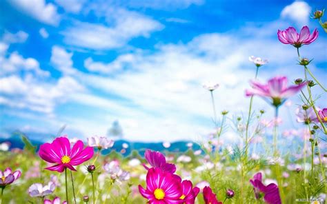 Download Spring Flowers Wallpaper