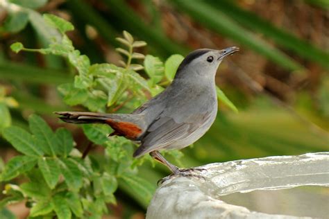 Joan and Dan's Birding Blog: Gray Catbird