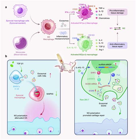 Macrophage Polarization In Cartilage Tissue A The Phenotype Of