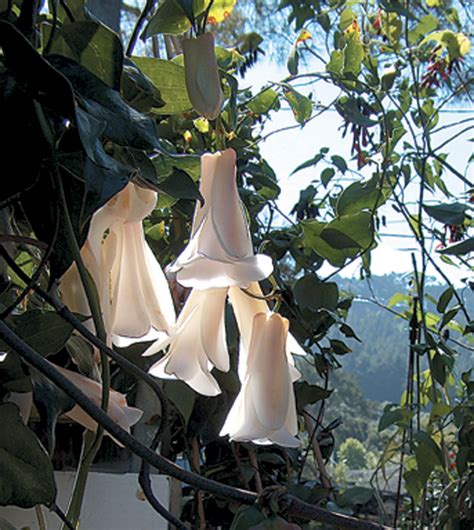 Pacific Horticulture The History Of Lapageria Rosea At The University