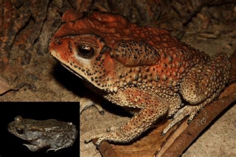 Duttaphrynus Melanostictus Schneider From South Andaman Island