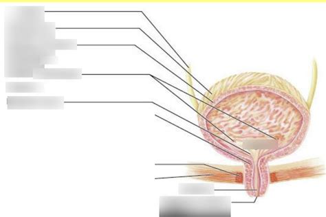 Urinary System Structure Ureters Diagram Quizlet