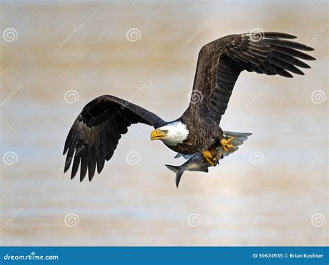 American Bald Eagle With Fish Stock Image Image Of Beak Bald