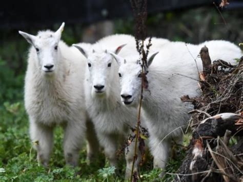 Mountain Goat Relocation Continues - Lake Chelan News and Information