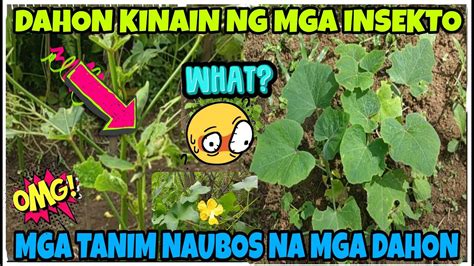 Mga Tanim Sa Garden Ni Purehelp Kamusta Na Kubo Kumpleto Na Ang