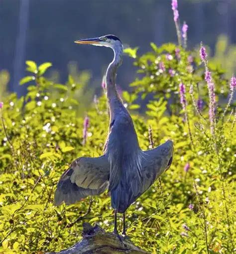 Blue Heron Spiritual Meaning Faith