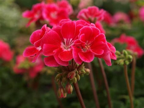 Over Wintering Your Geraniums Inside Is Easier Than You May Think Try These Tricks For Keeping