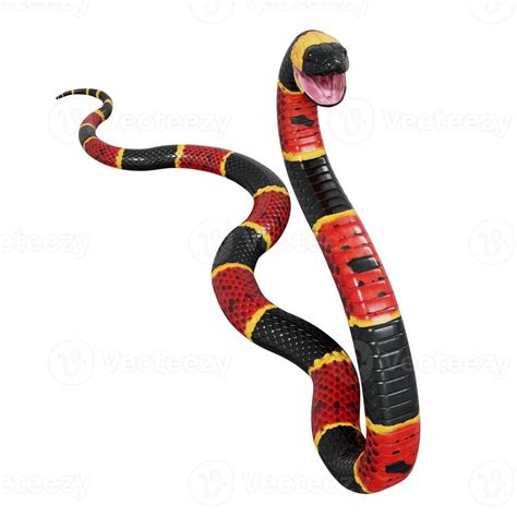 Eastern Coral Snake 3D Illustration 11800413 Stock Photo At Vecteezy