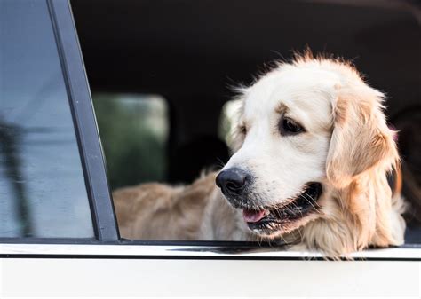 Your First Vet Visit Sacramento Veterinarian Sacramento Watt Avenue