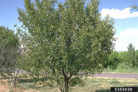 Prunus Cerasus Sour Cherry Go Botany